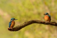 Lednacek ricni - Alcedo atthis - Common Kingfisher 8311